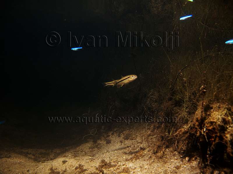 Hoplerythrinus unitaeniatus